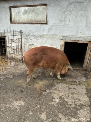 vand porci pentru sacrificat - imagine 5