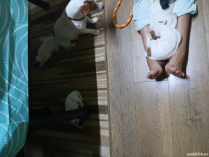 Jack russell terriers 