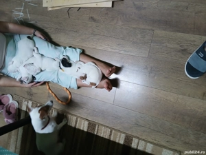 Jack russell terriers  - imagine 2