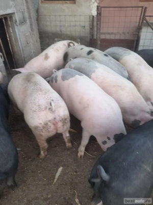 porcj grasi diferite marimi