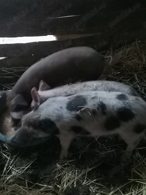 Vând trei masculi de 3 luni