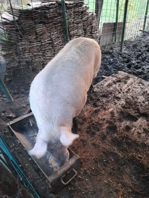 !!! Vand purcea!!! - imagine 2