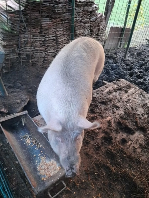 !!! Vand purcea!!! - imagine 3