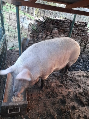 !!! Vand purcea!!! - imagine 4