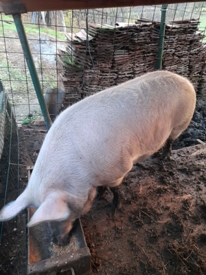 !!! Vand purcea!!! - imagine 5