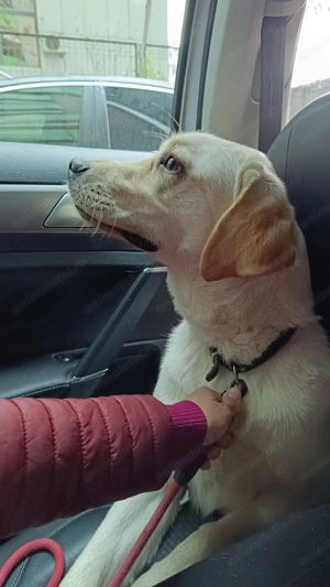 Donez cățelușa labrador