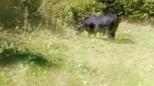 Vand un taur si doi taurasi  - imagine 2