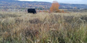 Vand un taur si doi taurasi  - imagine 5