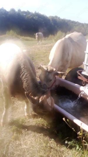 Vand un taur si doi taurasi 