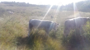 Vand un taur si doi taurasi  - imagine 4