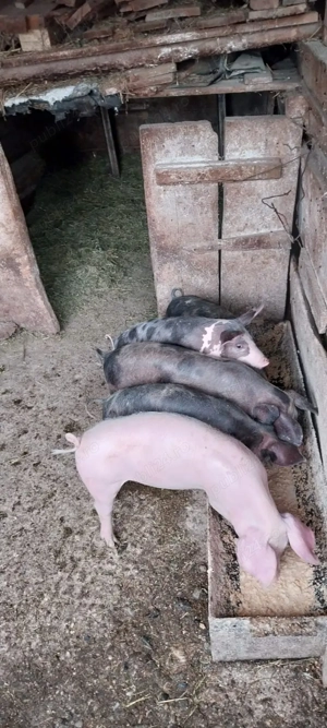 Porci si purcei cu greutatea intre 30 200 kg - imagine 2