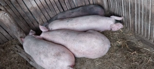 Porci si purcei cu greutatea intre 30 200 kg