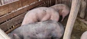 Porci si purcei cu greutatea intre 30 200 kg - imagine 4