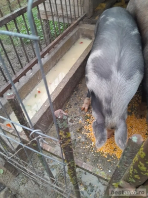 vand porc pt sacrificat - imagine 2