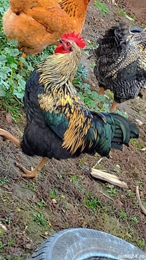Vând 4 cocoși de casă  - imagine 4