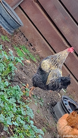 Vând 4 cocoși de casă  - imagine 2