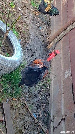 Vând 4 cocoși de casă  - imagine 3