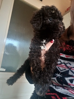 pui lagotto ciocolato
