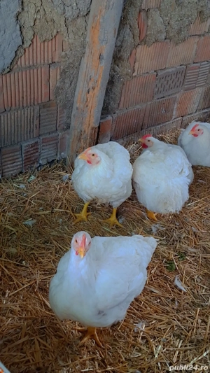 Vând 4 cocoși de casă  - imagine 5