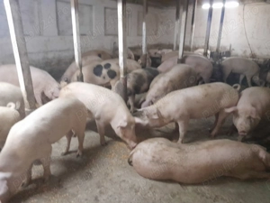Porci de vinzare  19 lei