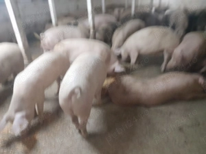 Porci de vinzare  19 lei - imagine 3