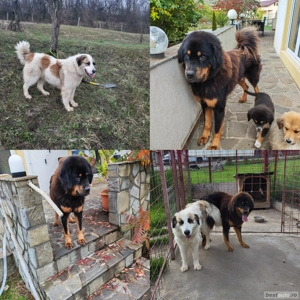 Câini ciobănesc pui  - imagine 5