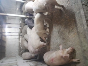 Porci de vinzare  19 lei - imagine 5