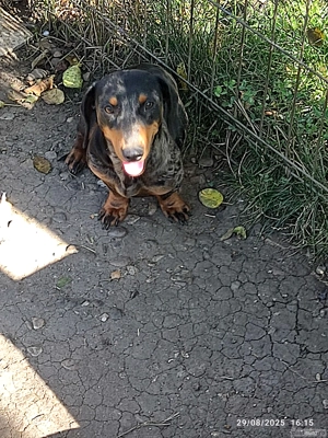 vand femelă techel arlechin 