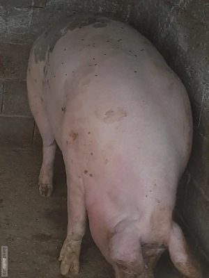 porc 380 400 kg