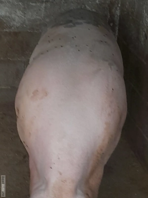 porc 380 400 kg - imagine 2