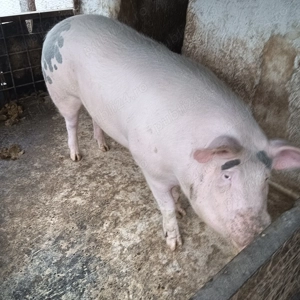 Porci de vânzare  - imagine 2