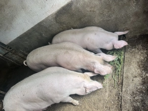 Schimbă locația sau pentru Craciun - imagine 4