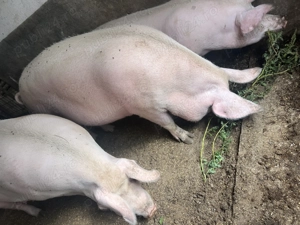 Schimbă locația sau pentru Craciun - imagine 3