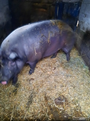 vand porc mare! - imagine 4