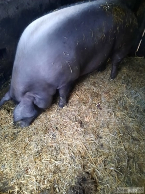 vand porc mare! - imagine 3