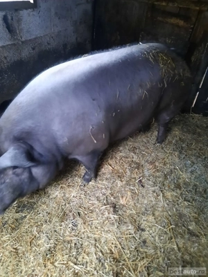 vand porc mare!