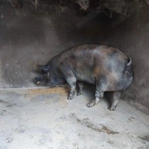 Porc rasa de carne Pietrean cu Duroc