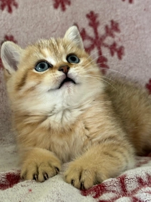 Puișor pisica british shorthair  - imagine 2