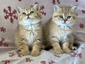Puișor pisica british shorthair 