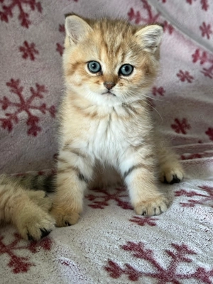 Puișor pisica british shorthair  - imagine 3