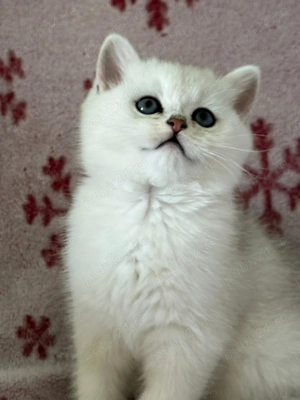 Puișor pisica british shorthair  - imagine 4