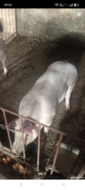 Porc pt Crăciun ,are 100 kg