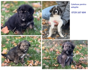 4 pui de catel (femele) de pe strada cautam sa fie adoptati