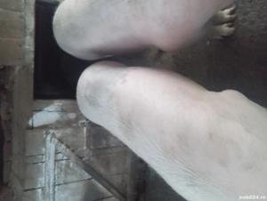 vând porci 18 lei kg - imagine 2