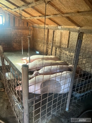 Vand porci de carne - imagine 3