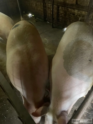 Vand porci de carne - imagine 2