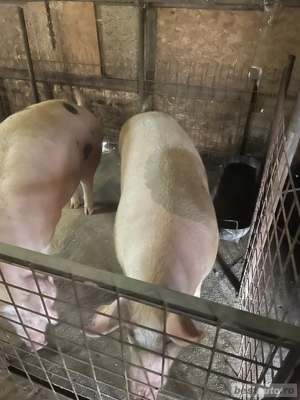 Vand porci de carne - imagine 4