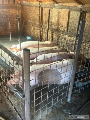 Vand porci de carne - imagine 5