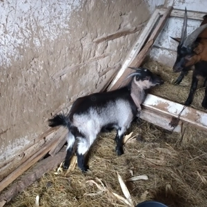 Vînd 2 ieduțe și o capră  - imagine 2