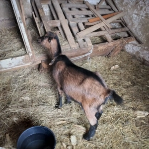 Vînd 2 ieduțe și o capră  - imagine 3